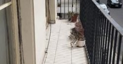 Rosario 402 1° A – Caballito – Capital Federal